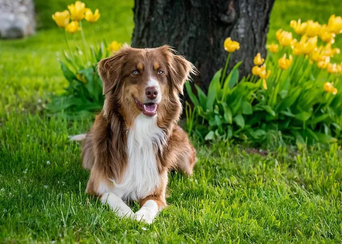 Tatil Evi Tranquil Villa, Nature S Embrace Cazouls-lès-Béziers